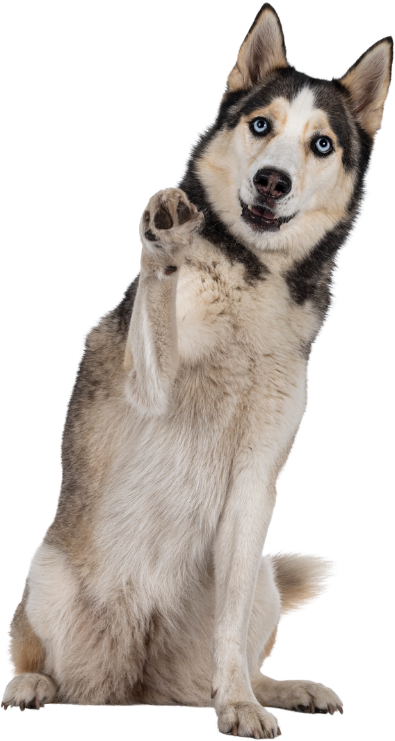 Husky Lifting One Paw Up Cutout