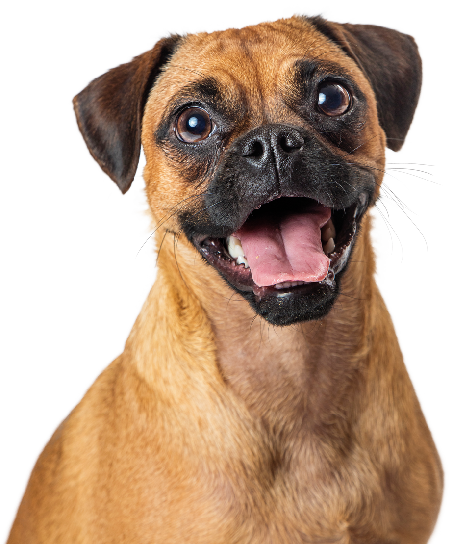 Funny Happy Pug Beagle Dog Portrait Cutout