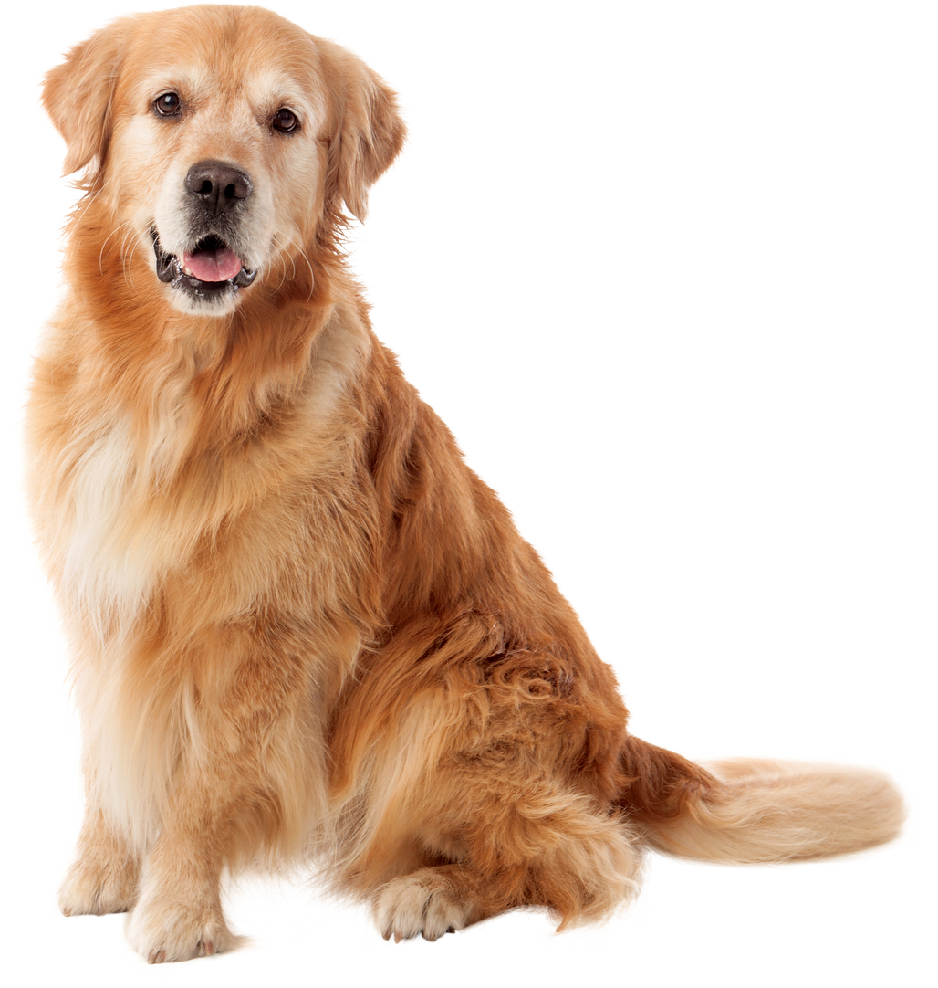 Beautiful Golden Retriever Dog Breed